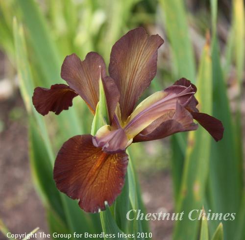 Chestnut Chimes 14.6 (0)